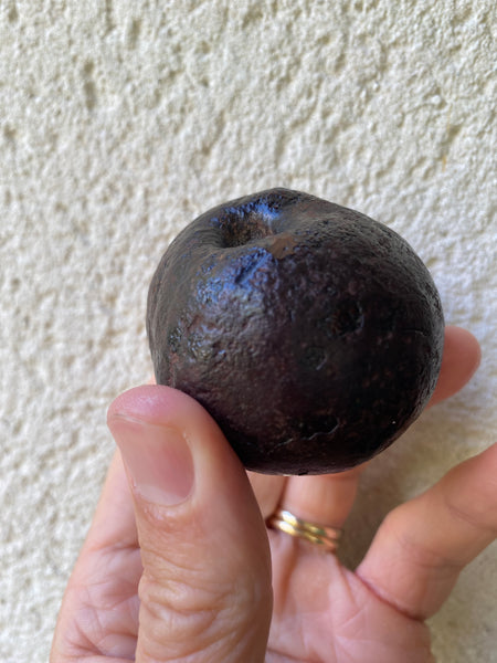 Curious Rare Antique Petrified Apple