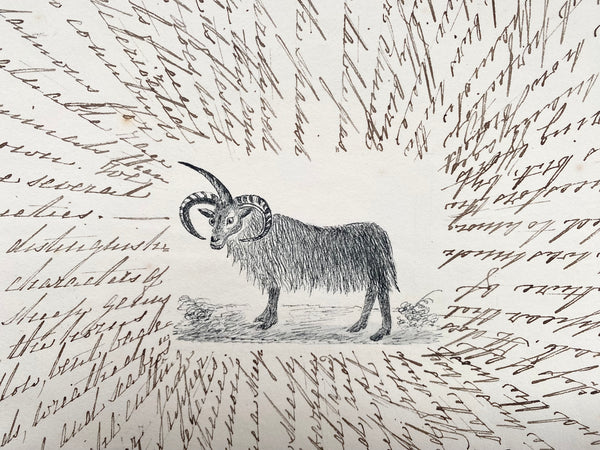 Antique 19th Century Folk Art Circular Hand Drawn Zoological Study - Source Vintage