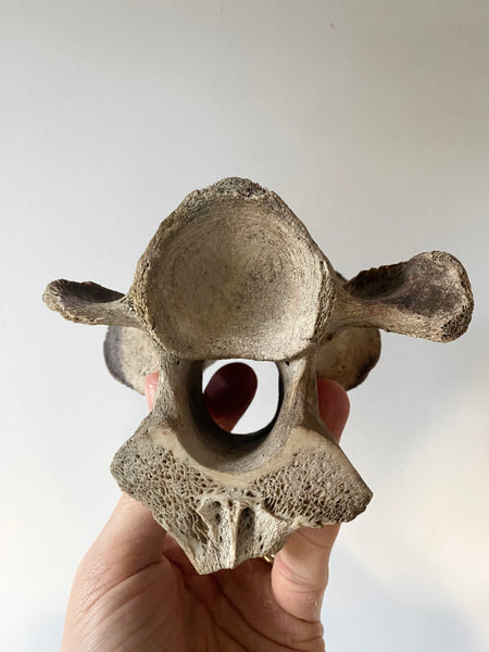 Rare Early 19th Century Sailor Folk Art Painted On Bone Vertebrae - Source Vintage