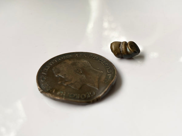 Curious World War 1 Penny Shot By A Bullet