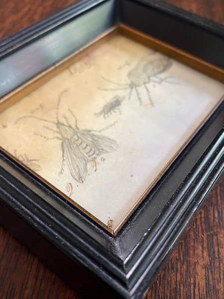 Antique 19th Century Drawing Of Various Insects A Scientific Curiosity c.1850