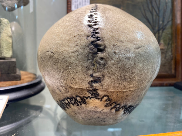 Antique 19th Century Medical Human Skull Teaching Aid - Source Vintage