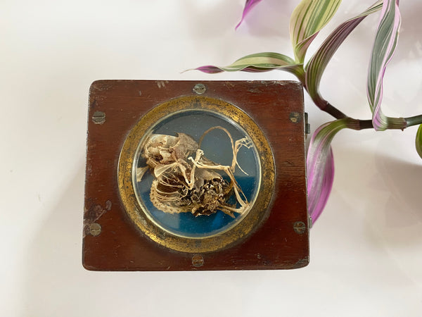 **RESERVED** Rare Antique 19th Century Witches Oak Apothecary Box With Partially Mummified Witches Familiar - Source Vintage