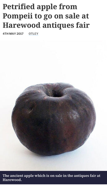 Curious Rare Antique Petrified Apple