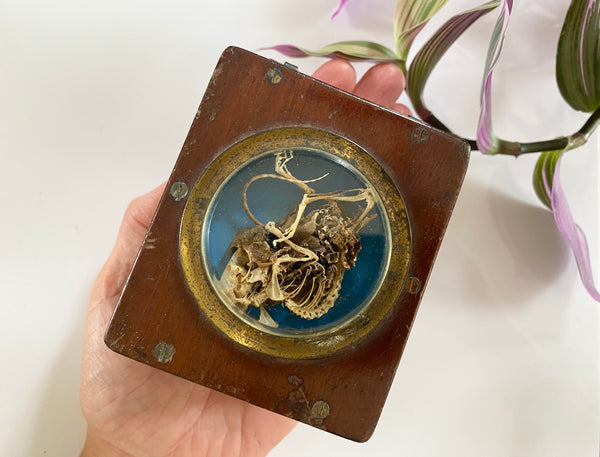 **RESERVED** Rare Antique 19th Century Witches Oak Apothecary Box With Partially Mummified Witches Familiar - Source Vintage