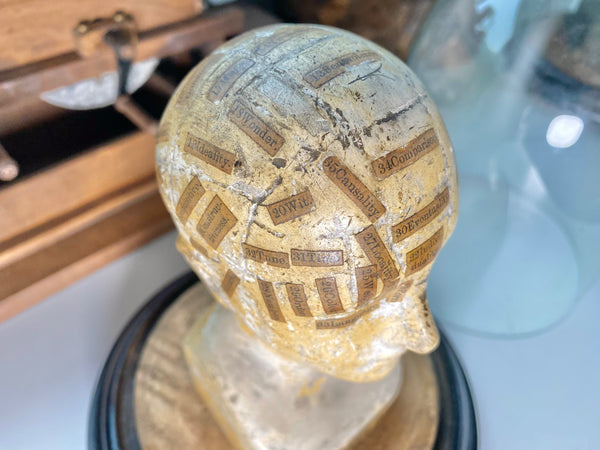 An Extremely Rare Early 19th Century Plaster Phrenology Head By Ambrose Lewis Vago & Period Glass Display Dome - Source Vintage