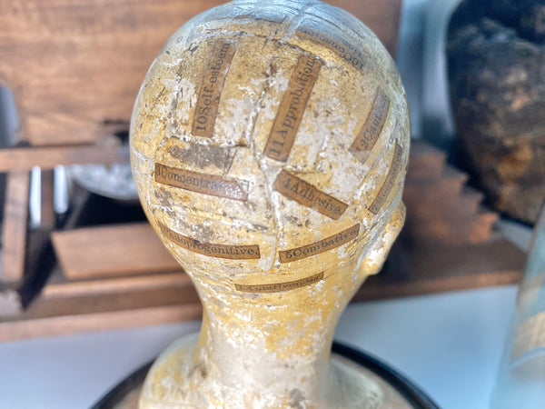 An Extremely Rare Early 19th Century Plaster Phrenology Head By Ambrose Lewis Vago & Period Glass Display Dome - Source Vintage