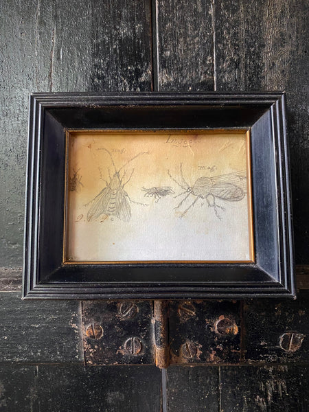 Antique 19th Century Drawing Of Various Insects A Scientific Curiosity c.1850