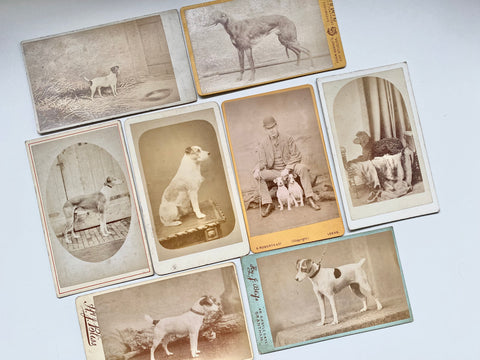 *RESERVED* Rare Collection Of 8 Antique Victorian CDVs Prize Winning Dog Portraits Some With Handwritten Provenance To Back