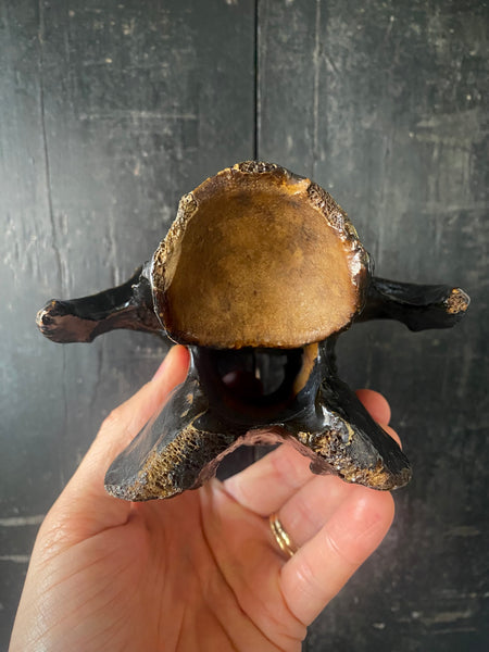 Antique 19th Century Folk Art Vertebrae Depicting The Methodist Preacher John Wesley