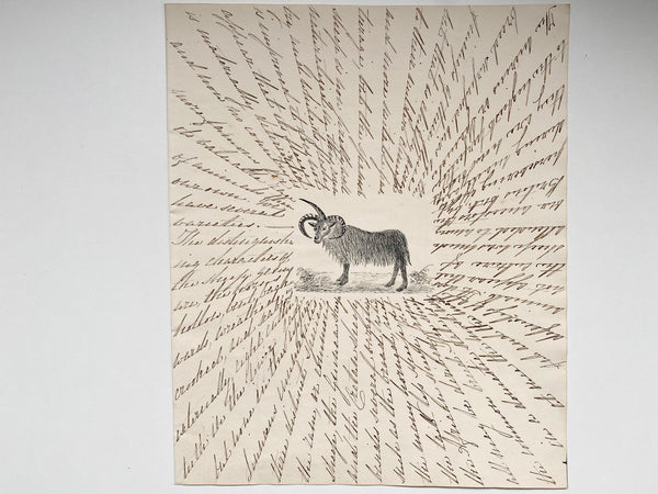 Antique 19th Century Folk Art Circular Hand Drawn Zoological Study - Source Vintage
