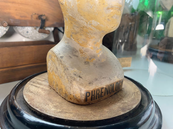 An Extremely Rare Early 19th Century Plaster Phrenology Head By Ambrose Lewis Vago & Period Glass Display Dome - Source Vintage