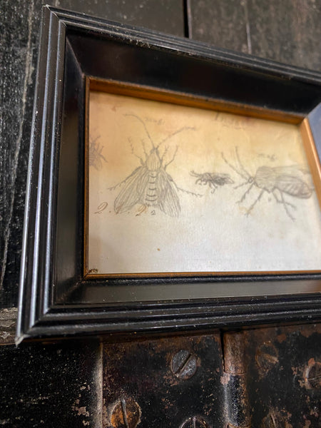 Antique 19th Century Drawing Of Various Insects A Scientific Curiosity c.1850