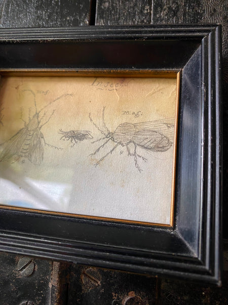 Antique 19th Century Drawing Of Various Insects A Scientific Curiosity c.1850