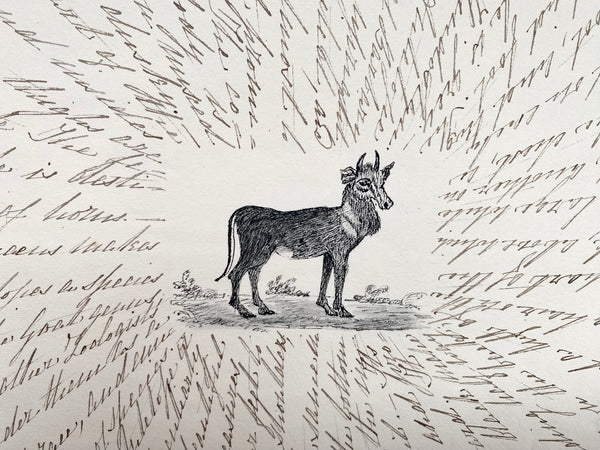 Antique 19th Century Folk Art Circular Hand Drawn Zoological Study - Source Vintage