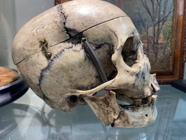 Antique 19th Century Medical Human Skull Teaching Aid - Source Vintage