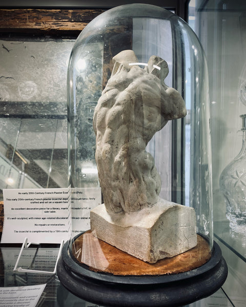 Early 20th Century French Plaster Écorché Study In 19th Century Glass Display Dome