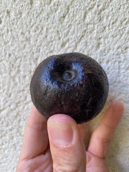 Curious Rare Antique Petrified Apple