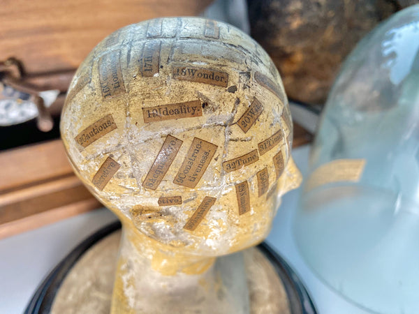 An Extremely Rare Early 19th Century Plaster Phrenology Head By Ambrose Lewis Vago & Period Glass Display Dome - Source Vintage