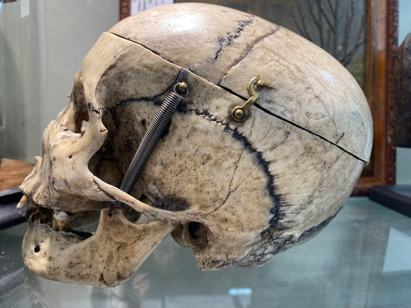 Antique 19th Century Medical Human Skull Teaching Aid - Source Vintage