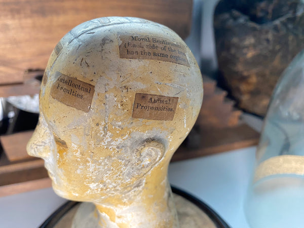 An Extremely Rare Early 19th Century Plaster Phrenology Head By Ambrose Lewis Vago & Period Glass Display Dome - Source Vintage
