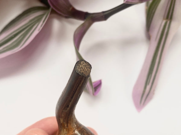 Antique 19th Century Carved Fruitwood Folk Art Novelty Pipe Tamper - Source Vintage