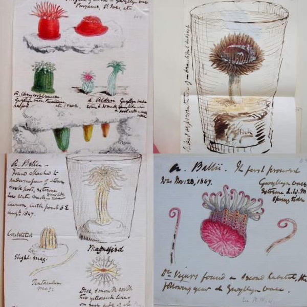 Rare Victorian Tumbler Etched By Renowned Naturalist & Artist William Pennington Cocks 1842 - Source Vintage