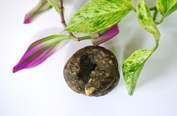 Rare Antique Victorian Papier Mache Novelty Snuff Box In The Form Of A Turd - Source Vintage