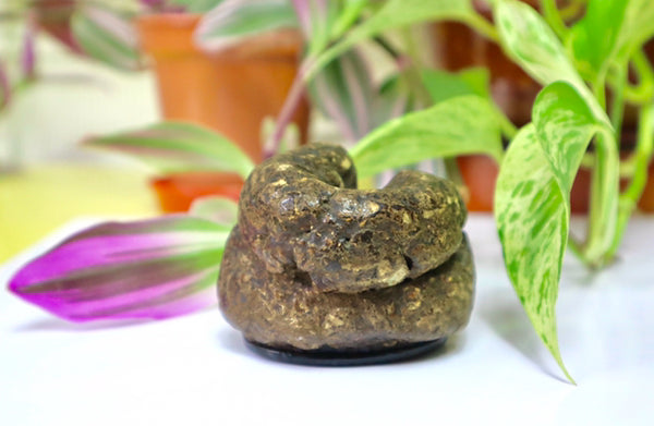 Rare Antique Victorian Papier Mache Novelty Snuff Box In The Form Of A Turd - Source Vintage