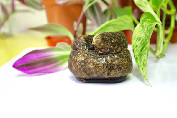 Rare Antique Victorian Papier Mache Novelty Snuff Box In The Form Of A Turd - Source Vintage