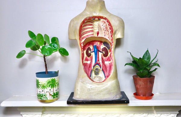 Rare Antique Vintage 1930s Handpainted Plaster Anatomical Bust Teaching Aid A/F - Source Vintage