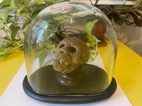 Rare Antique Petrified Cat’s Head From Mother Shipton’s Petrifying Well Knaresborough - Source Vintage