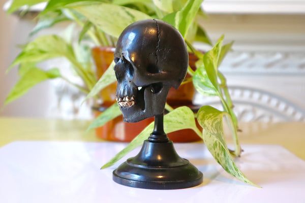 Rare Antique 19th Century Carved Ebony Memento Mori Skull c.1880 - Source Vintage