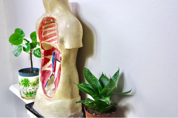 Rare Antique Vintage 1930s Handpainted Plaster Anatomical Bust Teaching Aid A/F - Source Vintage