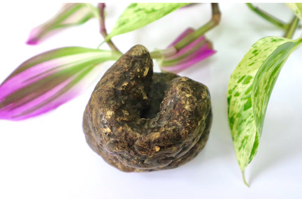 Rare Antique Victorian Papier Mache Novelty Snuff Box In The Form Of A Turd - Source Vintage