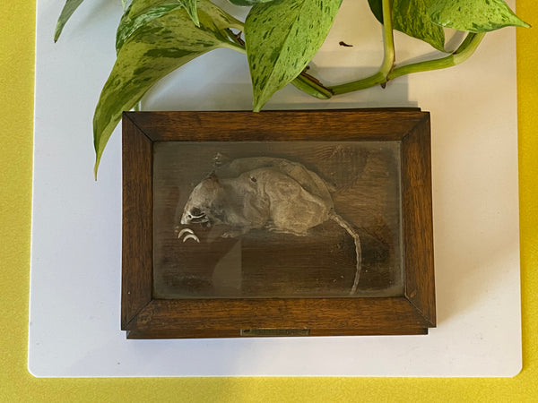 *RESERVED FOR TOM*Antique Early 20th Century Macabre Memorial Curiosity - Source Vintage