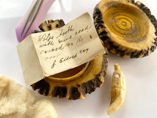 Rare Antique 18th Century Antler Snuff Box With Wolf’s Tooth And Note - Source Vintage