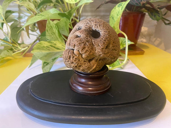 Rare Antique Petrified Cat’s Head From Mother Shipton’s Petrifying Well Knaresborough - Source Vintage