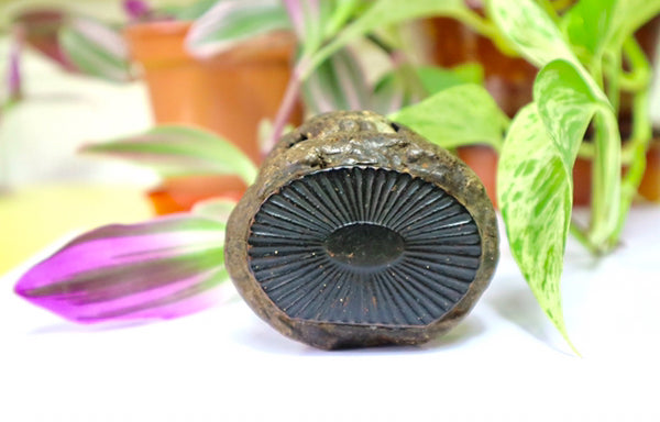 Rare Antique Victorian Papier Mache Novelty Snuff Box In The Form Of A Turd - Source Vintage