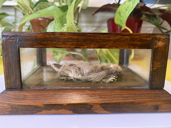 *RESERVED FOR TOM*Antique Early 20th Century Macabre Memorial Curiosity - Source Vintage