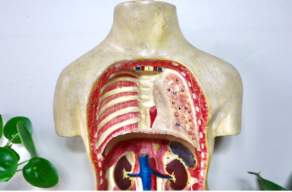 Rare Antique Vintage 1930s Handpainted Plaster Anatomical Bust Teaching Aid A/F - Source Vintage