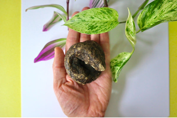 Rare Antique Victorian Papier Mache Novelty Snuff Box In The Form Of A Turd - Source Vintage