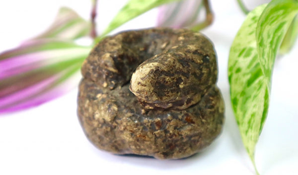 Rare Antique Victorian Papier Mache Novelty Snuff Box In The Form Of A Turd - Source Vintage