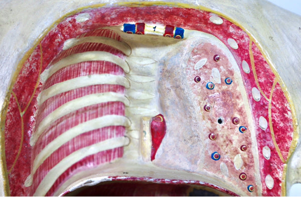 Rare Antique Vintage 1930s Handpainted Plaster Anatomical Bust Teaching Aid A/F - Source Vintage