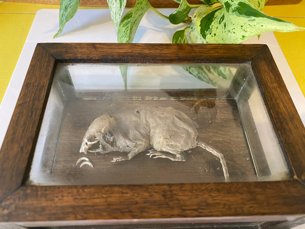 *RESERVED FOR TOM*Antique Early 20th Century Macabre Memorial Curiosity - Source Vintage