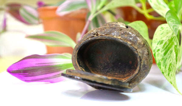 Rare Antique Victorian Papier Mache Novelty Snuff Box In The Form Of A Turd - Source Vintage