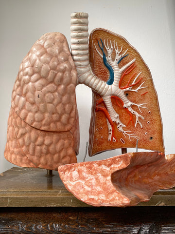 Vintage 1950’s Biology Teaching Aid Showing The Cross-Section Of Human Lungs