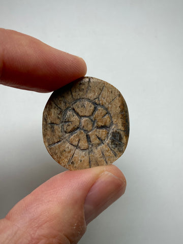 Rare Antique 16th Century Elizabethan Carved Bone Gaming Token With Floral Motif Likely A Tudor Rose