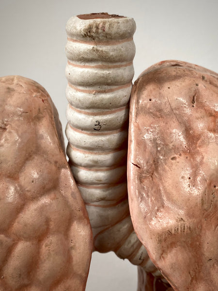 Vintage 1950’s Biology Teaching Aid Showing The Cross-Section Of Human Lungs