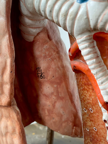 Vintage 1950’s Biology Teaching Aid Showing The Cross-Section Of Human Lungs